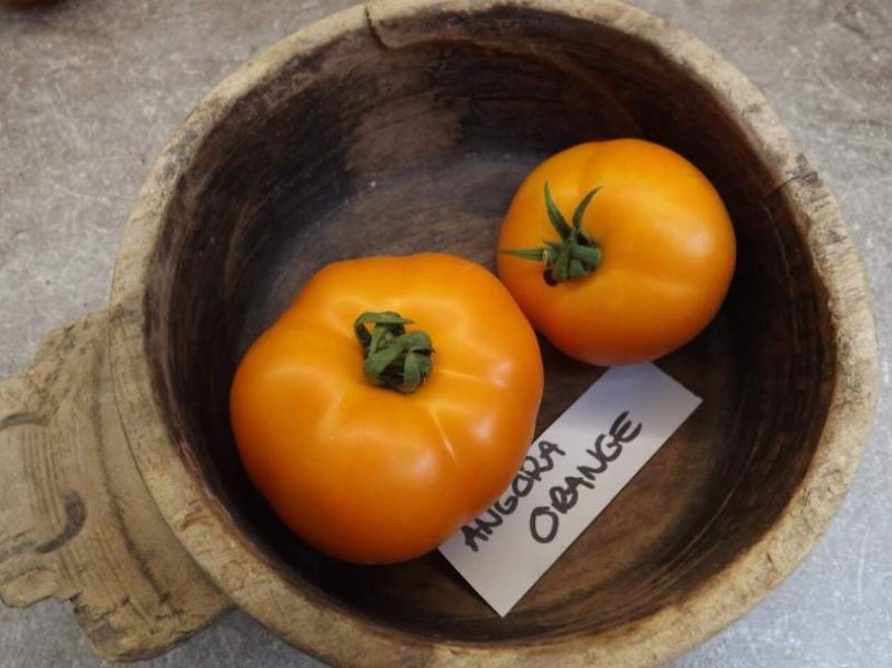 Angora Orange paradicsom - Paradicsom különlegességek az Egzotikus Növények Stúdiója kínálatából